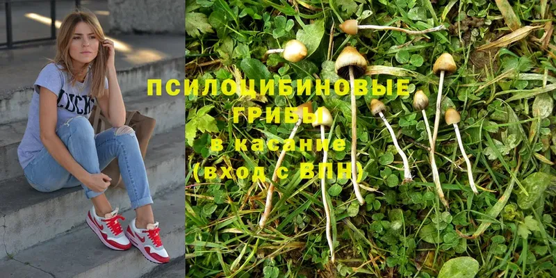 Галлюциногенные грибы Psilocybe Искитим